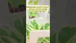 #indoorplantlover #gardening #garden #houseplantlover #homegardening #views #trends
