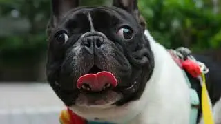 Dog Breeds and Their Social Behavior