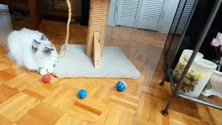 Blue eyed cat kicked the balls!