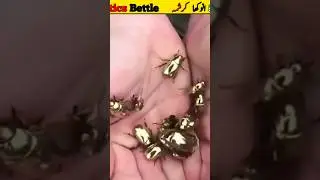 robotic bettle Facts#animalfacts #shorts #Insects#Nature#Entomology#Wildlife#Bugs#education #Science