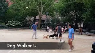 Dog Walkers & Pet Sitters Are Marketing Their Businesses Wrong