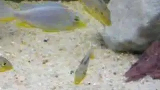 taeniolethrinops furcicauda malopa