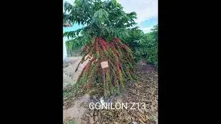 CONHE&Ccedil;A ALGUMAS VARIEDADES DO CAFE CONILON #cafe #viralvideo #robustacoffee #espiritosanto #agro
