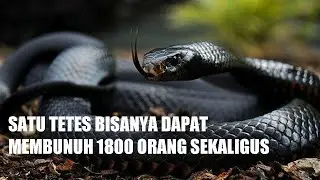 5 Ular Berbisa Paling Berbahaya di Dunia &ndash; Tiga Di Antaranya Hidup di Indonesia