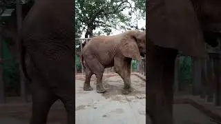 Karachi Zoo - Elephant #Short Video - Karachi Garden.