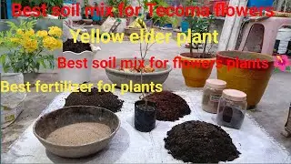 Best soil mix for Tecoma flowers Yellow elder Best Soil mix and Fertilizer for Flowers plants