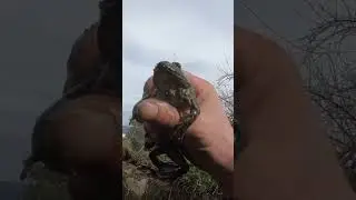 Жизнь в резервуаре &ndash; 🦎🐸 Амфибии! #howardsportugal