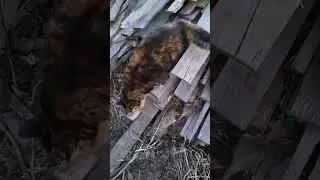 Кошка Вася приходит покушать на масленицу #отдых #shots