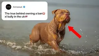 Правда о содержании американского бульдога 🐶 | Плюсы, минусы, стоимость и реальная жизнь