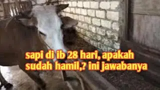 sapi di IB 28 hari TIDAK minta kawin lagi. sudah hamil belum?