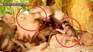Brianna got bite from April cos protect her baby Bronx from April attack.