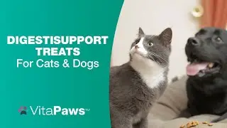 What is DigestiSupport?