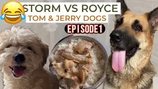 Storm vs Royce .. Tom & Jerry Dogs episode 1 // dog actors smartest dogs in the world