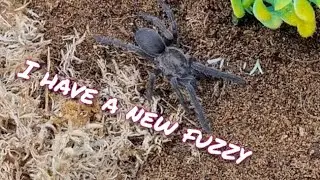 Unboxing Australian tarantulas, scorpions and funnel webs