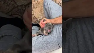 Frenchie Puppy Loves Head Massage #shorts