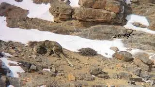 Snow Leopard Mating - Spiti, India