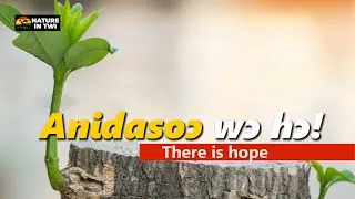 Nature's Wisdom: What Trees Teach Us About Growth | Nature Motivation in Twi | African Wisdom