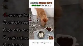 Ranking Orange Cat's Weirdest Behaviors 🐈
