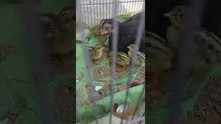 New Baby born black Francolin #shorts #viral #trending #funny #SummerOfShorts