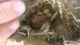 My red Zebra finches