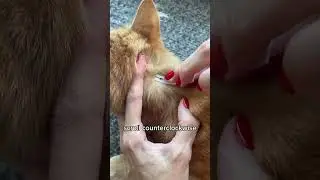 Как избавиться от клеща #кот #кошки #шорты