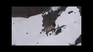 Wolves vs. Elk