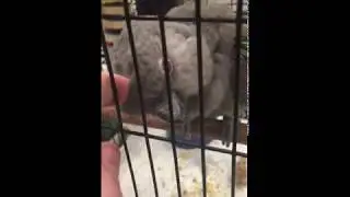 Friendly female red-bellied parrot