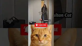 This Will Blow Your Mind #17 😝⁉️#cat#meme#funny#trending#viralcat#dance#catvideo