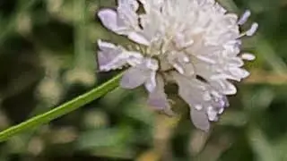שלמון יפואי سردار Cephalaria joppensis