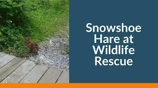 Wildlife Rescue, a haven for endangered species