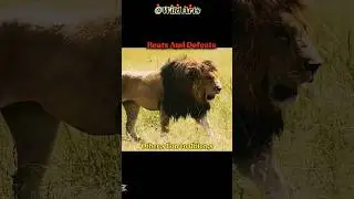 Lion King Notch kings of Masai Mara Africa #shortsfeed#shortshorts#viralshorts#uoloadshorts#trending