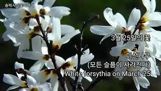 미선나무(3월25일의꽃) White forsythia on March 25