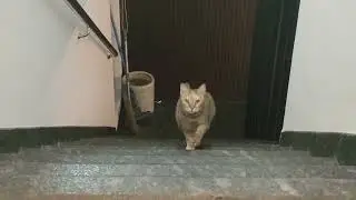 Cats are the most adorable creature.