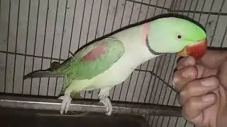 Talking |ringneck baby  |king max bird |beautifulbird King magical|amazing beautifull