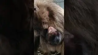 First ever Gelada Monkey born at Yorkshire Wildlife Park!