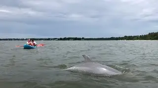 Embark on a kayak Dolphin Tour | Virginia Beach activities