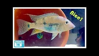 Разведение и уход за Geophagus steindachneri