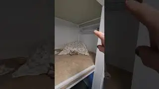 A day in the life of... A Cattery Owner 🐾