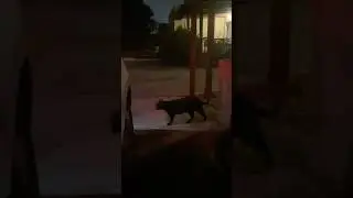 Black Cat crossing