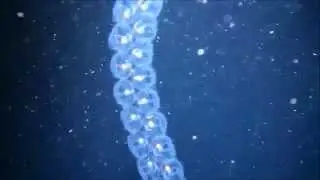 Facts: The Sea Salp