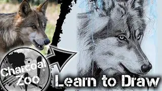 How to Draw a Realistic Wolf - Step-by-Step Charcoal Art Tutorial