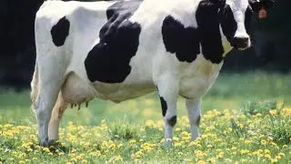 Amazing Modern Goat And Cow Milking Rotary Processing Machines