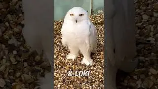 Snowy Owl Always Watching