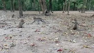 Monkey at Angkor Wat temple, Cambodia