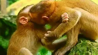 SO HURT BABY MONKEY SCREAMING @LIVE MONKEY CHANNEL
