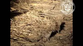 Three banded courser chicks