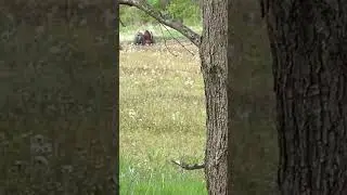 #live #countrymusic #song #agriculture #nature #deer #hunting #deerhunter #music #best #money