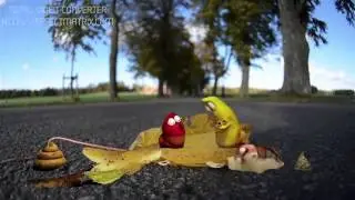 Larva