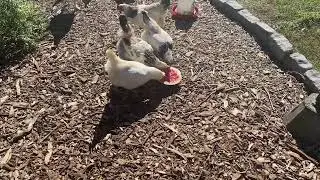 Chickens enjoying some end of season watermelon.