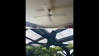 RUNNING THE CEILING FANS IN MY HOUSE ON ALL 3 SPEEDS